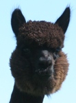 Cassadina